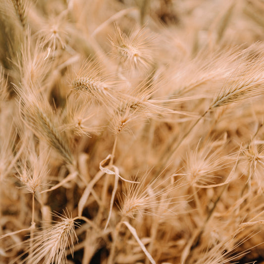 Wheat fields